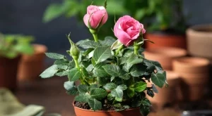 Розите в саксии няма да спират да цъфтят с тези 8 съвета 