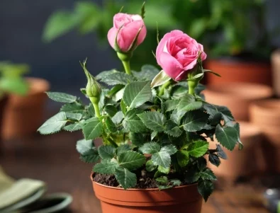 Розите в саксии няма да спират да цъфтят с тези 8 съвета 