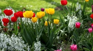 Стъпка по стъпка: Какво да правите, след като лалетата прецъфтят