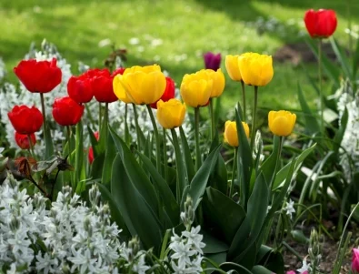 Стъпка по стъпка: Какво да правите, след като лалетата прецъфтят