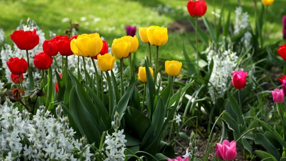 Стъпка по стъпка: Какво да правите, след като лалетата прецъфтят