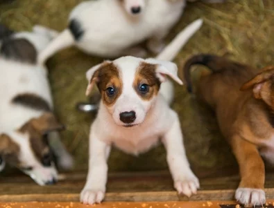 Популярни телевизионни лица се обединяват в подкрепа на бездомните животни