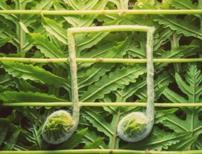 Нов проект с "музика от растения" подготвят в Балчик (ВИДЕО)