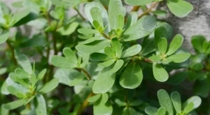 Спрете да я изкоренявате! Защо тученицата е полезен "плевел"