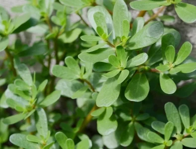 Спрете да я изкоренявате! Защо тученицата е полезен "плевел"