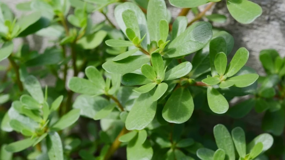 Спрете да я изкоренявате! Защо тученицата е полезен "плевел"
