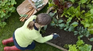 7 зеленчука, които се "мразят" и как съседството им унищожава реколтата