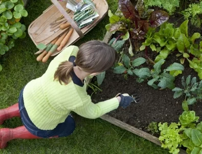 7 зеленчука, които се "мразят" и как съседството им унищожава реколтата