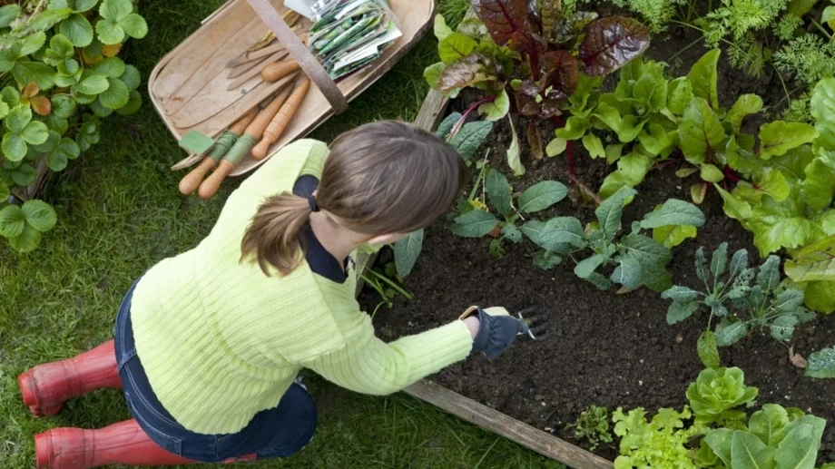 7 зеленчука, които се "мразят" и как съседството им унищожава реколтата