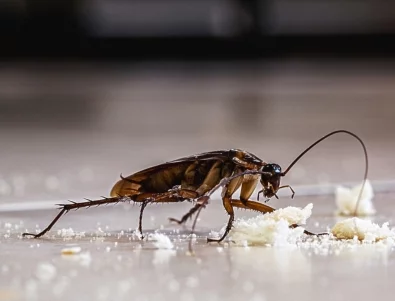 Можете ли да използвате сода, за да убиете хлебарки?