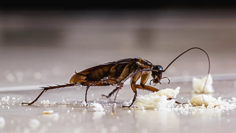 Можете ли да използвате сода, за да убиете хлебарки?