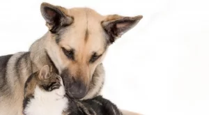 Как да направим ежедневието на кучето и котката по-уютно, интересно и пълноценно