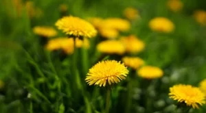 Природният еликсир, който имате в градината: 4 начина да пречистите тялото си с глухарче