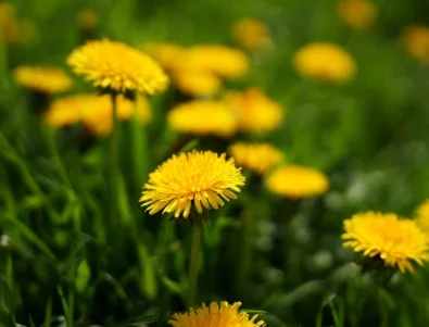 Природният еликсир, който имате в градината: 4 начина да пречистите тялото си с глухарче