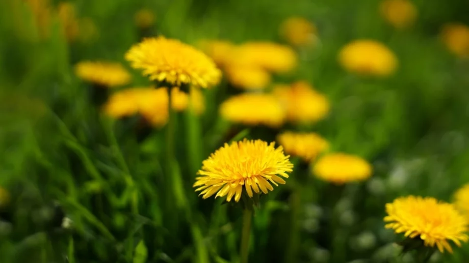 Природният еликсир, който имате в градината: 4 начина да пречистите тялото си с глухарче