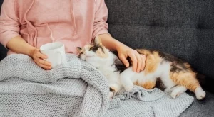 Могат ли котките да разбират човешкия език? 