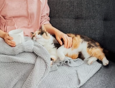 Могат ли котките да разбират човешкия език? 